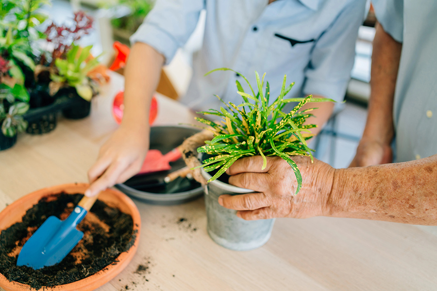 Senior hands potting a plant, illustrating horticultural therapy for dementia to reduce agitation through sensory tasks.