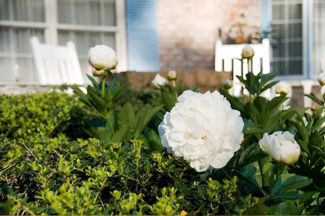 Stunning white flowers blooming in the foreground of Chesapeake Manor, recognized as one of the best assisted living facilities in Maryland.