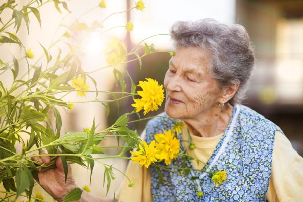 Senior woman smelling the flower in the garden.